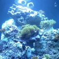 Front veiw Jbj nano cube 28 gallon LED