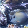 Mr. Bubbles and Friends
