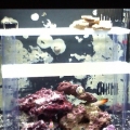 Front veiw of my Biocube 14 with frag stand and dartfish