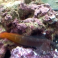Bicolor Blenny..grumpy monster..1 and a half inch beast..lol