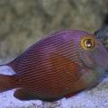 IMG 0908