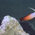 IMG 0921