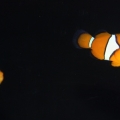 IMG 0948
