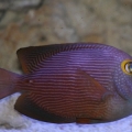 IMG 0907