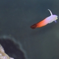 IMG 0922