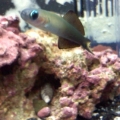 Scissortail in the dartfish/frag tank..peek a boo