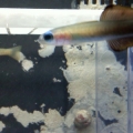 brand new zebra bar dartfish in the back..tiny baby