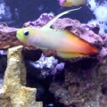 smokey the red dartfish