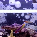 the 4 dartfish