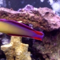almost a 4 inch purple dartfish..largest ive ever seen..at least 5 years old