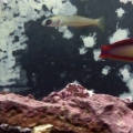 new zebra bar dartfish baby