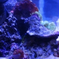 Looking in the left side of the tank