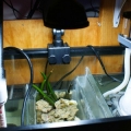 sump/fuge