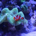 My clown and firefish hanging out together