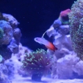 My firefish