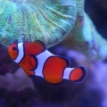 My favorite fish, a ~2yr Occ. Clown that sure loves her brain coral