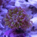 My branching hammer