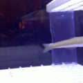 baby zebra bar dartfish