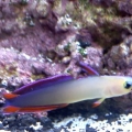 baby dartfish