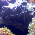 red cleaner shrimp upside down as always