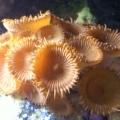 UT orange button polyps