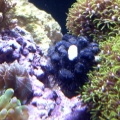 blue tuxedo urchin with camo