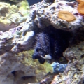 blue tuxedo sea urchin with camo
