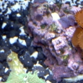ricordia and mushroom with UT orange button polyps