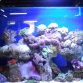 traditional aquarium light