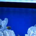 my tank04 Apollo 18LED aquarium lights
