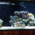 55 Gal Aquarium