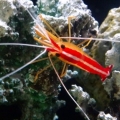 Cleaner Shrimp