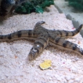 Sand Shifting Sea Star