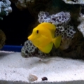 Yellow Tang