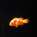 Clown fish