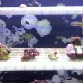 first frags in new frag system