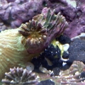 Unidentified Yellow Stuff/Fungus? lol