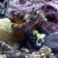 Unidentified Yellow Stuff/Fungus? lol