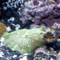 Unidentified Yellow Stuff/Fungus? lol