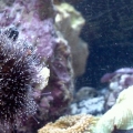 Funny Blue Tuxedo Urchin Camo Choice..a Xenia