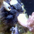 Funny Blue Tuxedo Urchin Camo Choice..a Xenia