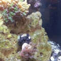 Funny Blue Tuxedo Urchin Camo Choice..a Xenia
