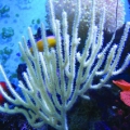 Seafan