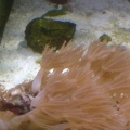 Anthelia