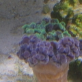 frogspawn