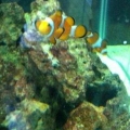 The clowns are hungry...
