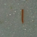What is this?
