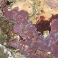 Better bleaching shot of coralline