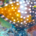 Filefish