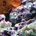 peces 052
